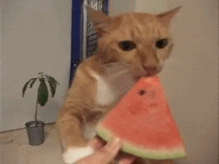 Cat enjoying a treat