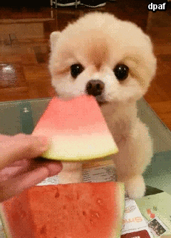 Dog enjoying a treat